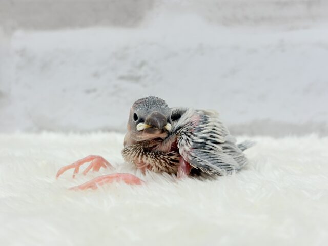 シルバー文鳥
