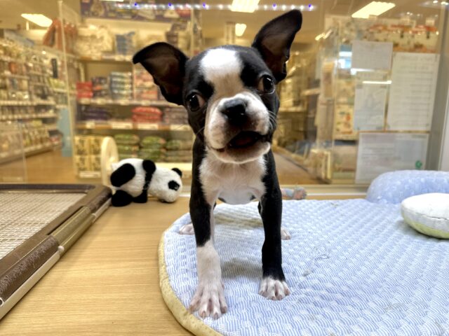 ムキムキ💪🏻♡ボストンテリア女の子 ボストンテリア
