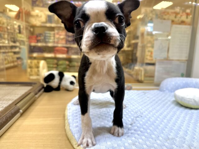 ムキムキ💪🏻♡ボストンテリア女の子 ボストンテリア