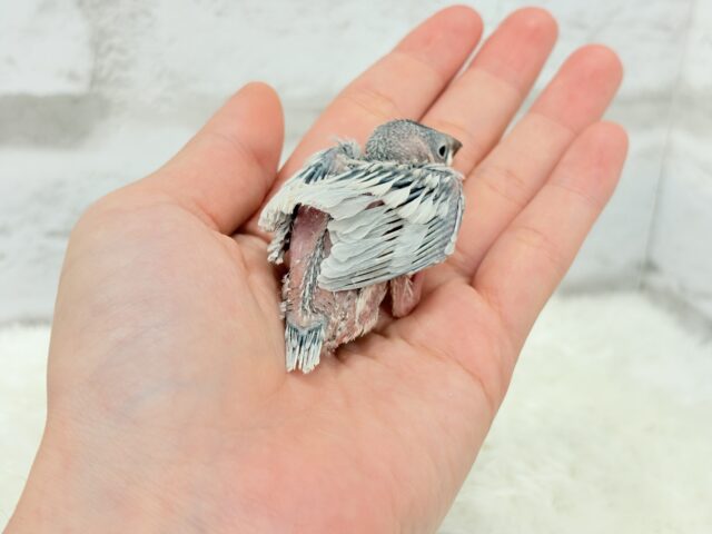 シルバー文鳥