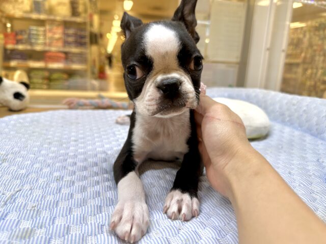 ムキムキ💪🏻♡ボストンテリア女の子 ボストンテリア