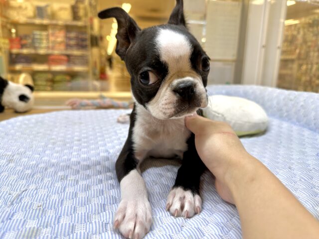 ムキムキ💪🏻♡ボストンテリア女の子 ボストンテリア