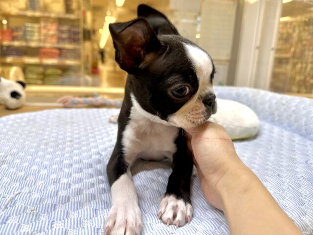 ムキムキ💪🏻♡ボストンテリア女の子 ボストンテリア