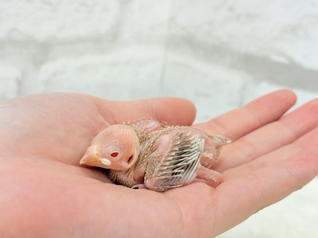 シナモン文鳥