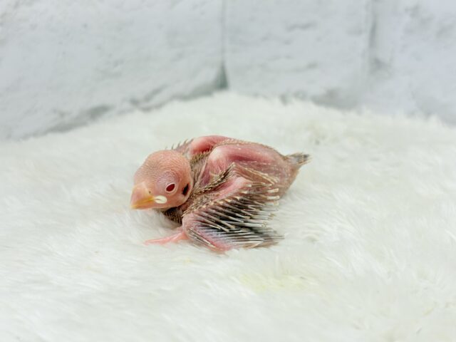 シナモン文鳥