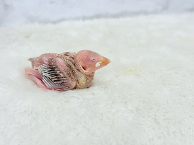 シナモン文鳥