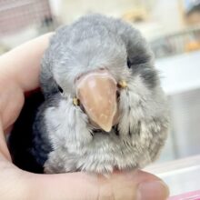【🆙最新画像アリ‼️】激シブ❗️超クールなカラー🆒💫 オキナインコ（バイオレット）