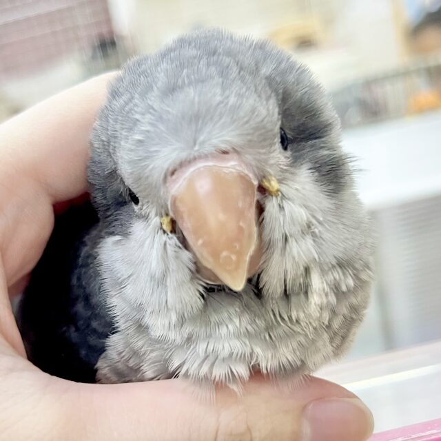 動画あり🎥【🆙最新画像アリ‼️】激シブ❗️超クールなカラー🆒💫 オキナインコ（バイオレット）