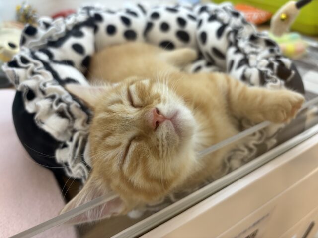 モジモジ恥ずかしいけど…ちょ〜〜甘ったれなの♡マンチカンくん! マンチカン