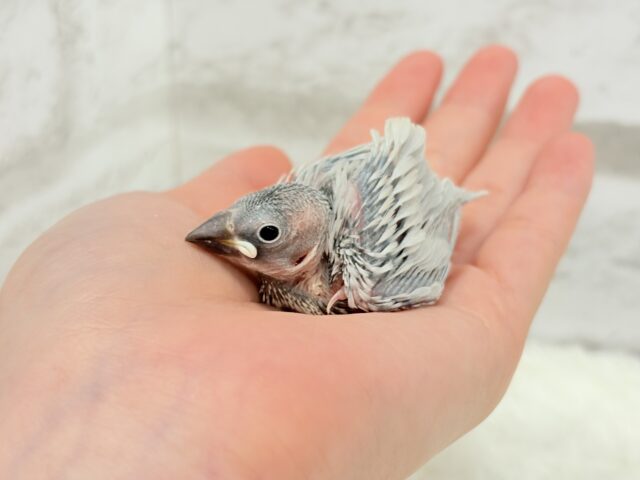 シルバー文鳥