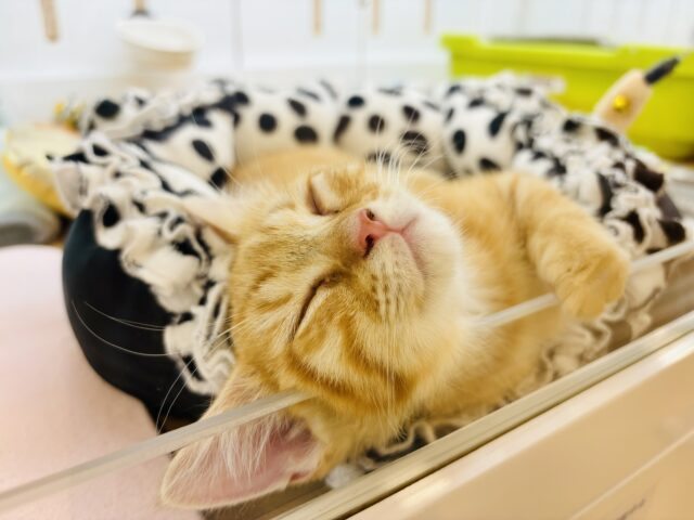 モジモジ恥ずかしいけど…ちょ〜〜甘ったれなの♡マンチカンくん! マンチカン