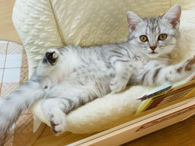 スコティッシュフォールド