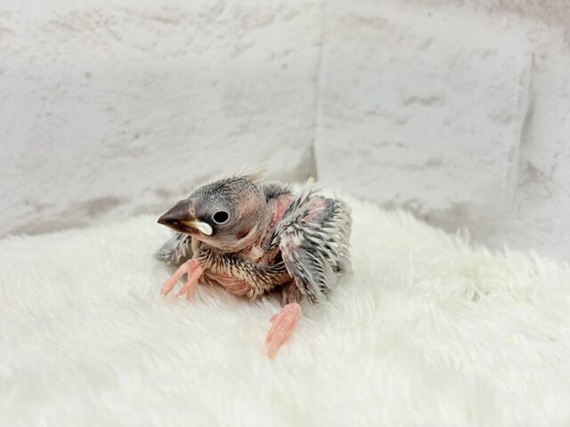 シルバー文鳥