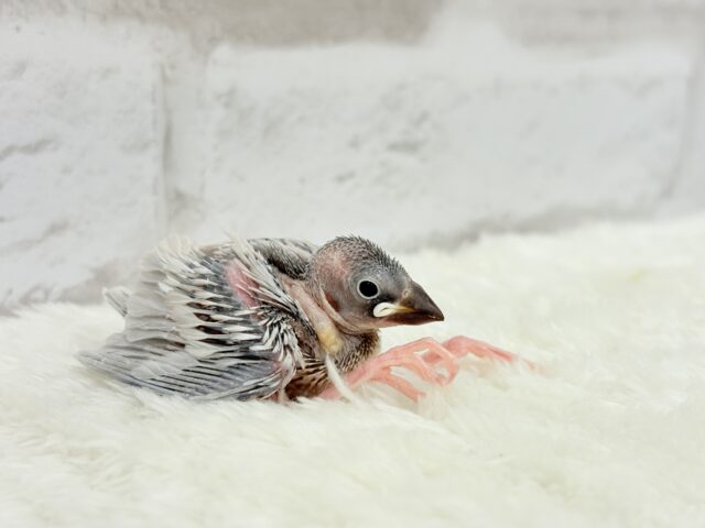 シルバー文鳥