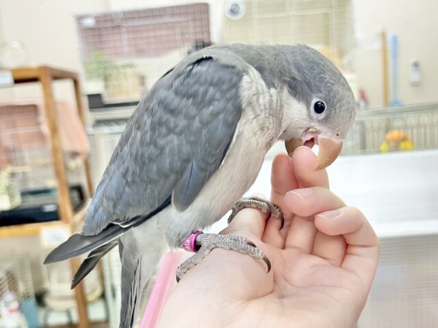 オキナインコ