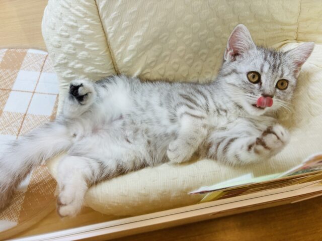 スコティッシュフォールド