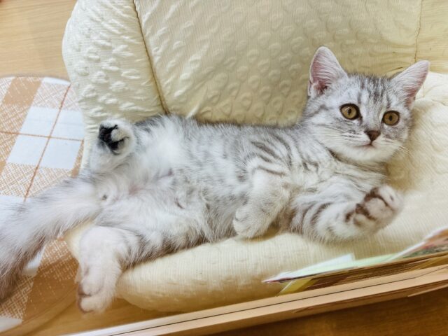 スコティッシュフォールド