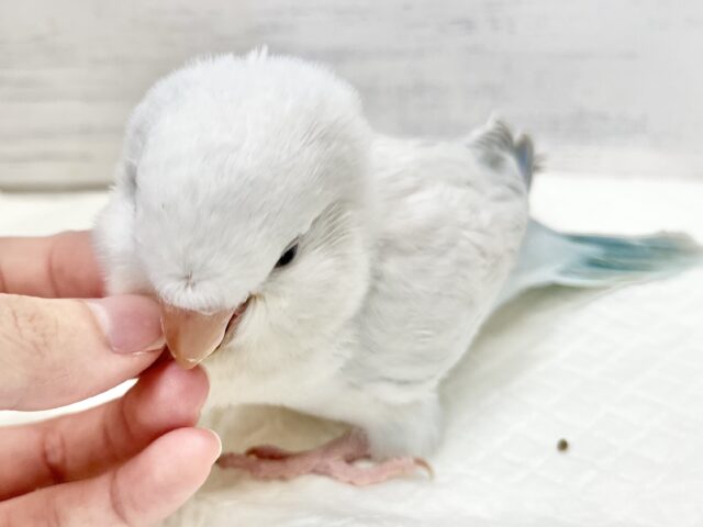 オキナインコ