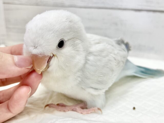 【🆙最新画像アリ‼️】癒されキレイなアイスブルー☃️ オキナインコ(ブルーパリドオパーリン) オキナインコ