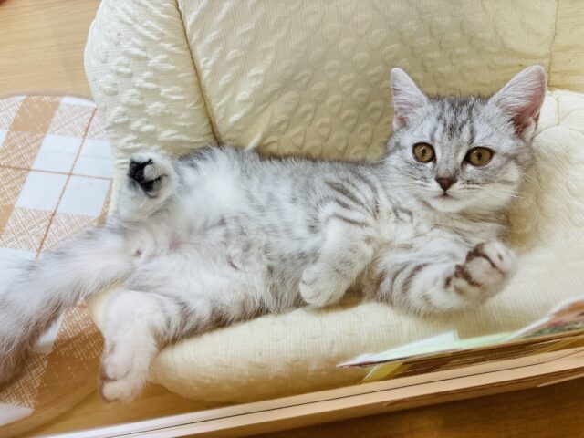 時間忘れて遊ばにゃ〜い?スコティッシュフォールドちゃん! スコティッシュフォールド