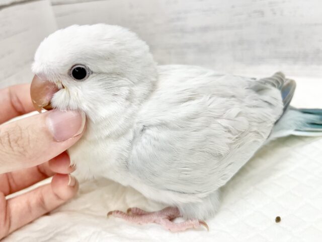 オキナインコ