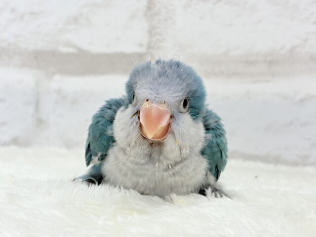 オキナインコ
