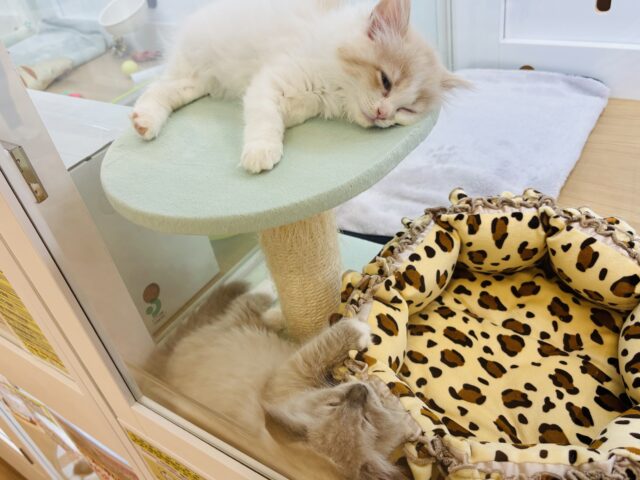 みんながボクのこと可愛いって褒めてくれるっ♬.*゚ラグドールくん! ラグドール