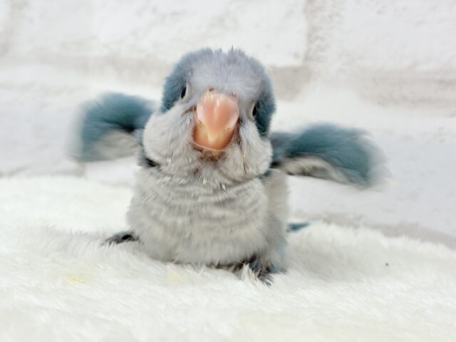 オキナインコ