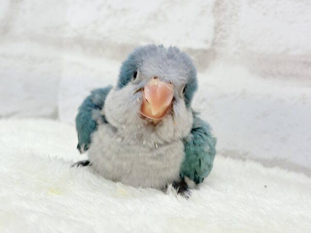 オキナインコ