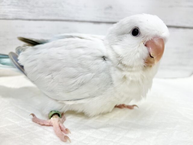 【🆙最新画像アリ‼️】癒されキレイなアイスブルー☃️ オキナインコ(ブルーパリドオパーリン) オキナインコ
