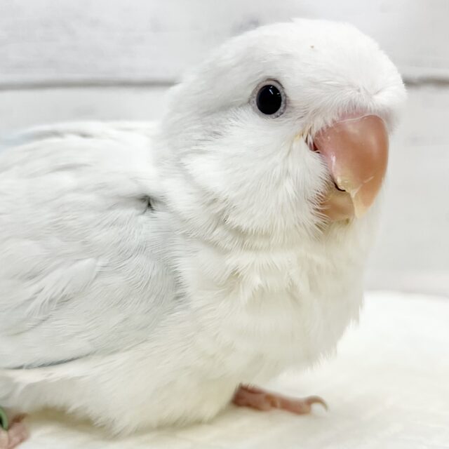 【🆙最新画像アリ‼️】癒されキレイなアイスブルー☃️ オキナインコ(ブルーパリドオパーリン) 【🆙最新画像アリ‼️】癒されキレイなアイスブルー☃️ オキナインコ(ブルーパリドオパーリン)