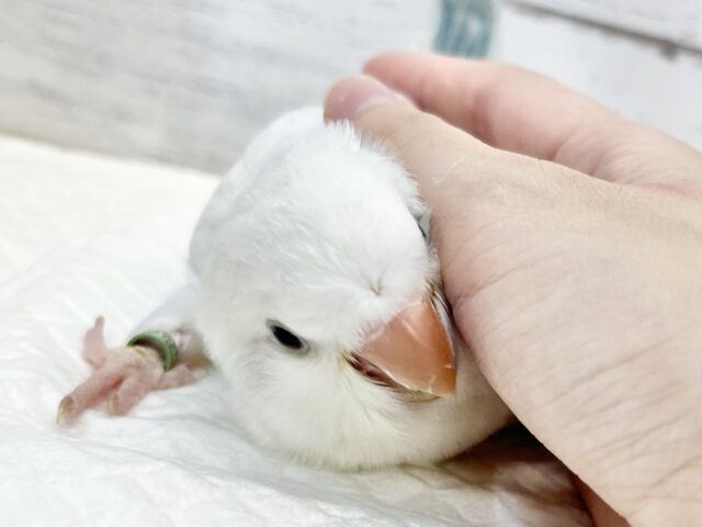 【🆙最新画像アリ‼️】癒されキレイなアイスブルー☃️ オキナインコ(ブルーパリドオパーリン) オキナインコ