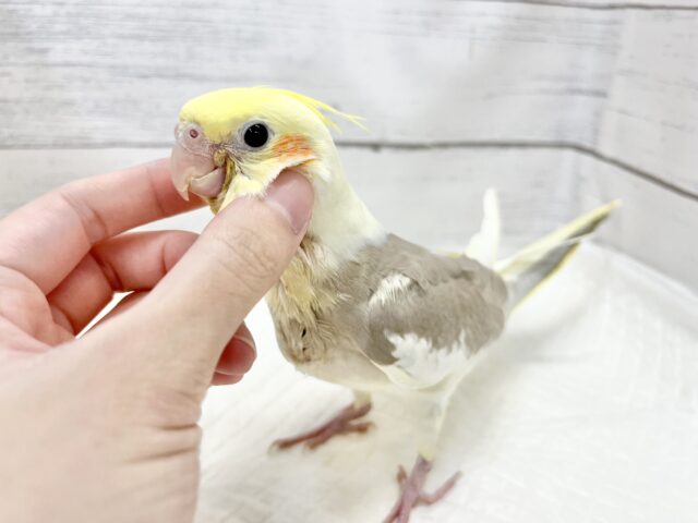 【🆙最新画像アリ‼️】ふんわり優しいお色です🩶✨ オカメインコ(シナモンパイド) オカメインコ