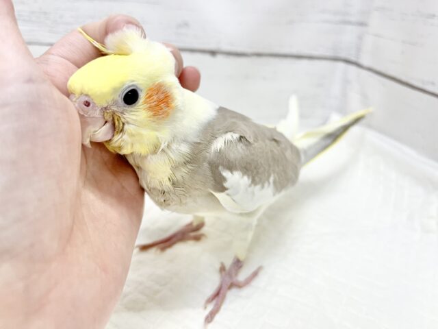 【🆙最新画像アリ‼️】ふんわり優しいお色です🩶✨ オカメインコ(シナモンパイド) オカメインコ