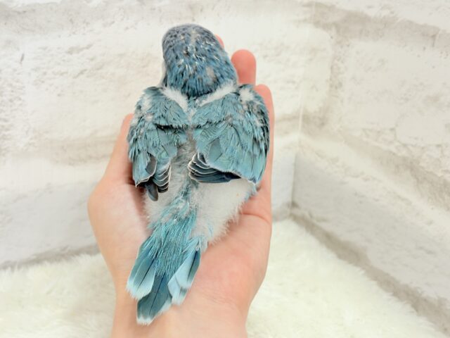 オキナインコ