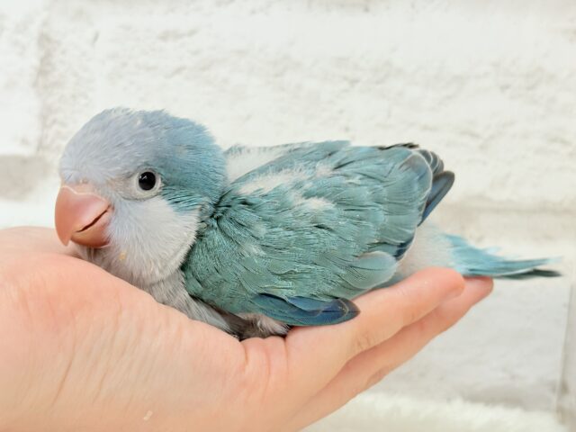 オキナインコ