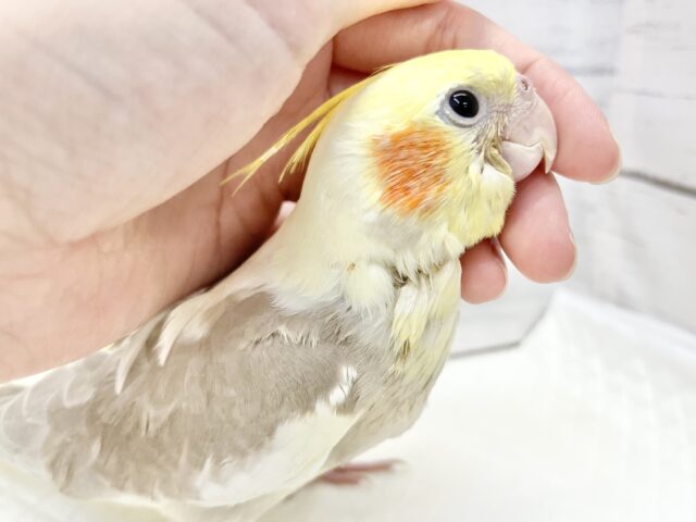 【🆙最新画像アリ‼️】ふんわり優しいお色です🩶✨ オカメインコ(シナモンパイド) オカメインコ