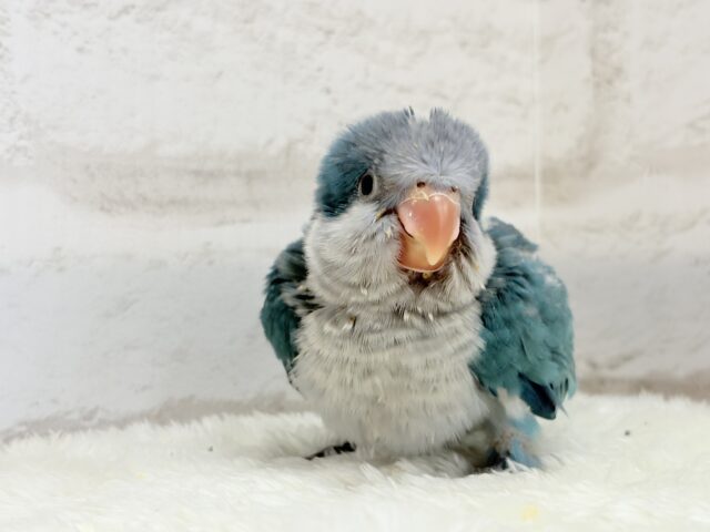 オキナインコ