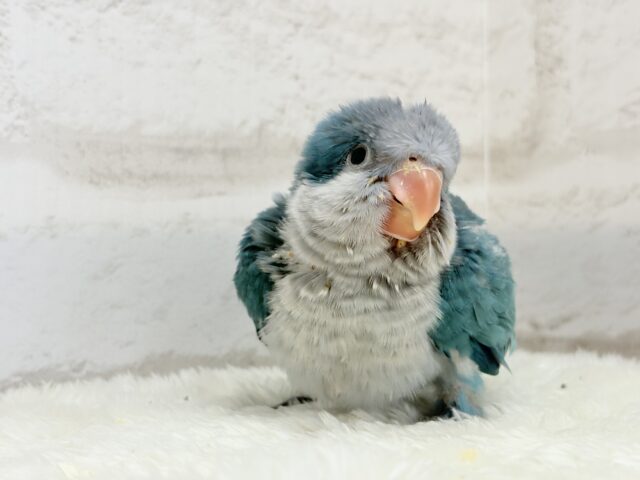 オキナインコ