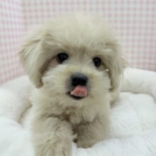 最新📷どすこい体型のペキプーくん☺️
