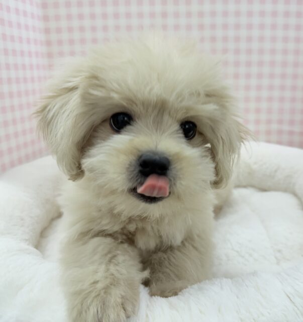最新📷どすこい体型のペキプーくん☺️