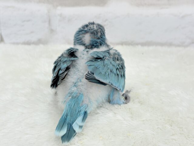 オキナインコ