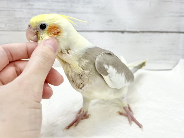 【🆙最新画像アリ‼️】ふんわり優しいお色です🩶✨ オカメインコ(シナモンパイド) オカメインコ
