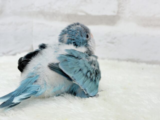 オキナインコ