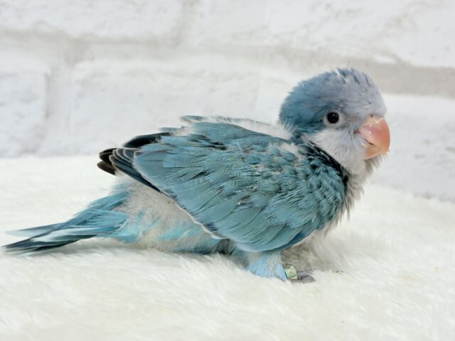 オキナインコ