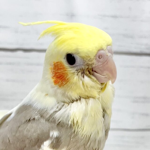 【🆙最新画像アリ‼️】ふんわり優しいお色です🩶✨ オカメインコ(シナモンパイド) 【🆙最新画像アリ‼️】ふんわり優しいお色です🩶✨ オカメインコ(シナモンパイド)
