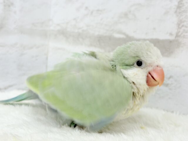 オキナインコ