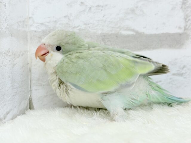 オキナインコ