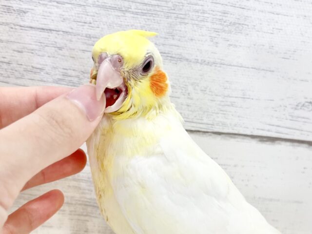オカメインコ