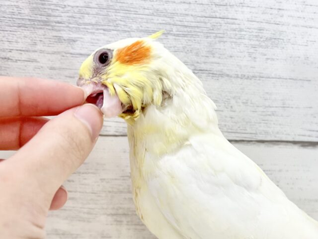 オカメインコ